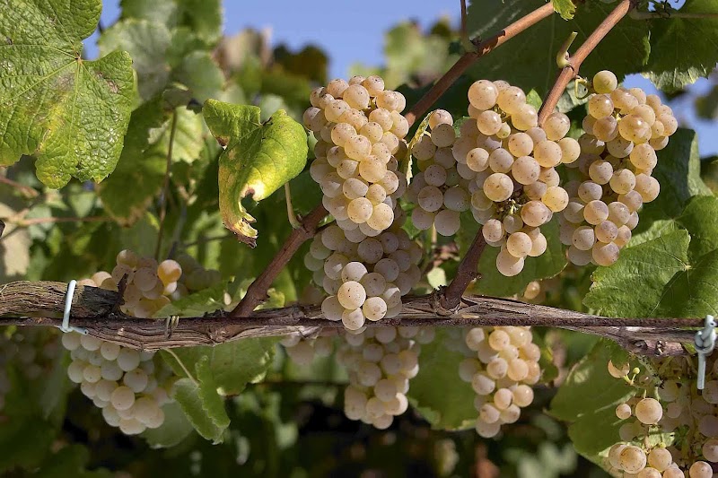 Bodega Zárate photo 1