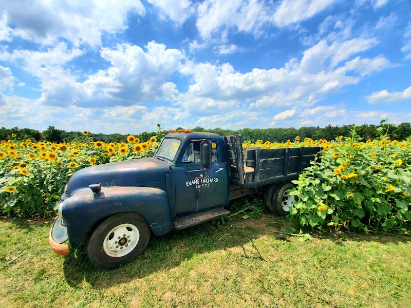 Evans Orchard and Cider Mill photo 3