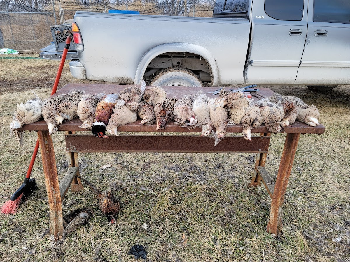 Ed Davis Gamebird Farm