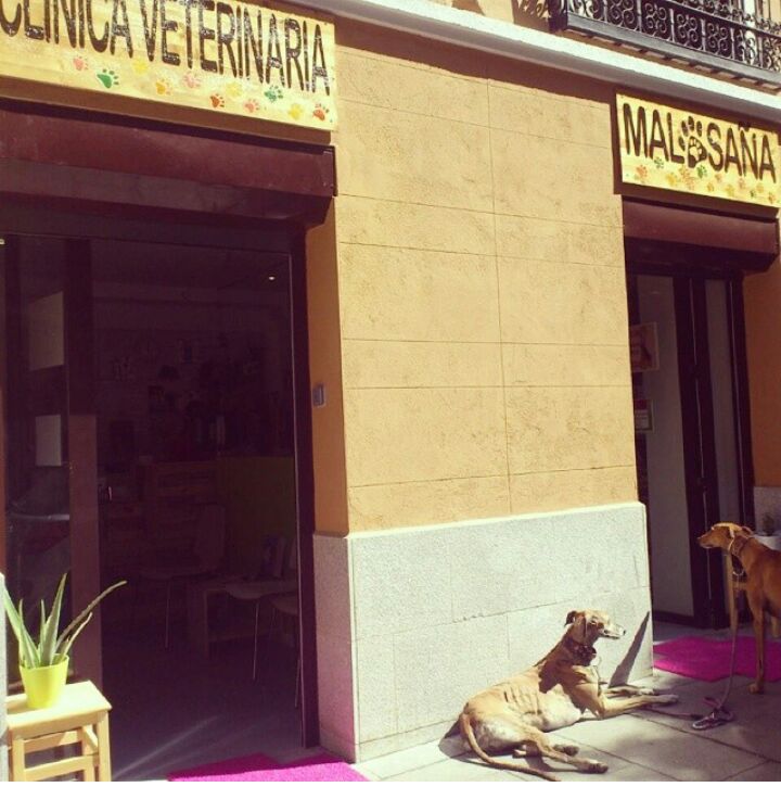 Clinica Veterinaria Malasaña
