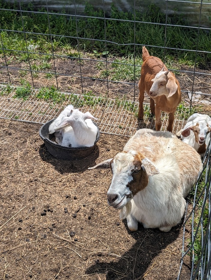Lazy T Ranch Adventures - Photo 2