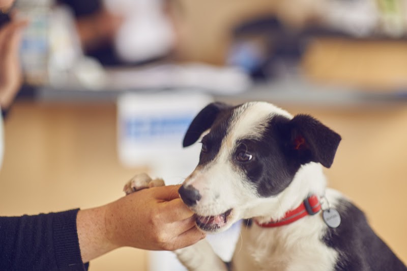 Rowe Veterinary Group in Bristol