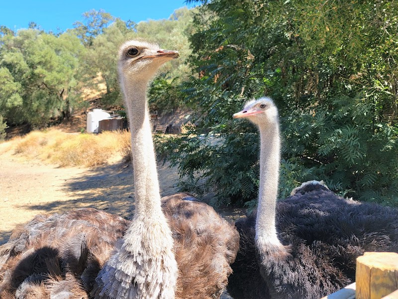 Elliston Vineyards photo 4