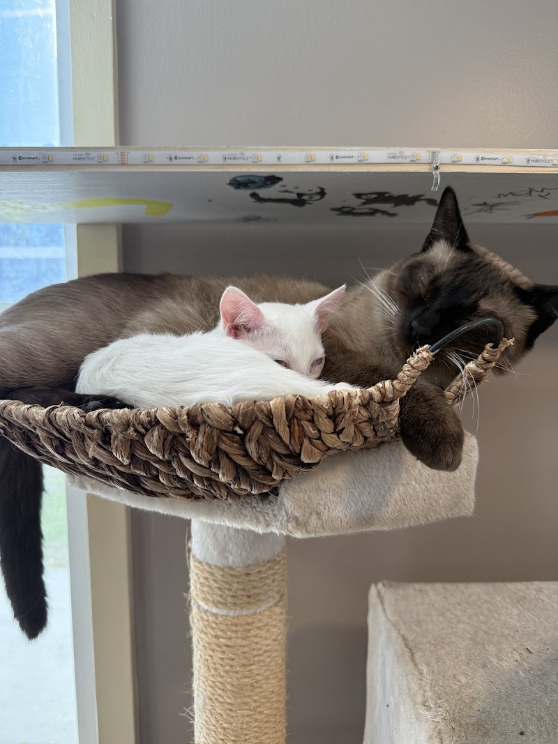 Purrmont Cat Cafe LLC photo 4