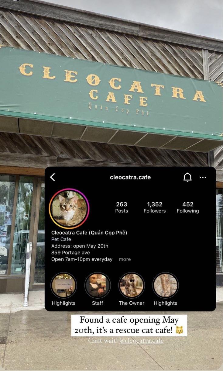 Cleocatra Café - Cat Cafe/ Portage Ave photo 3