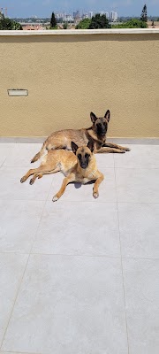 עידוג אילוף כלבים