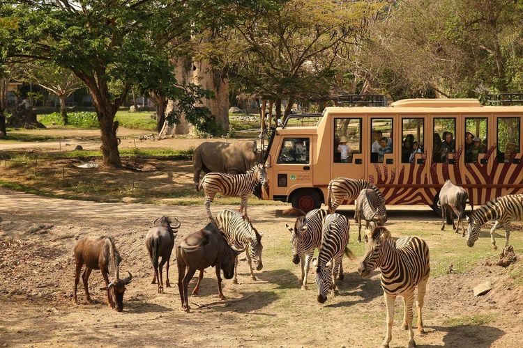 The Amazing Taman Safari Bali fotoğraf 1