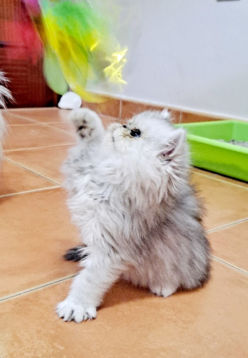 CENTRO VETERINARIO PALOS