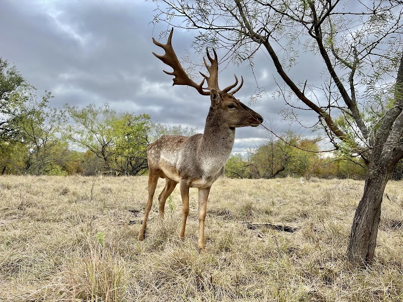 Lost Creek Hunting Ranch - Photo 2