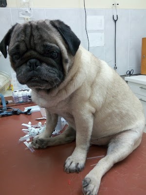 מרפאה ווטרינרית נווה עמל