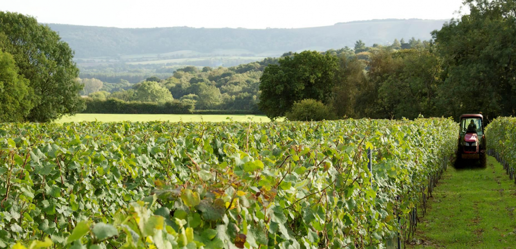 Trotton Estate Vineyards