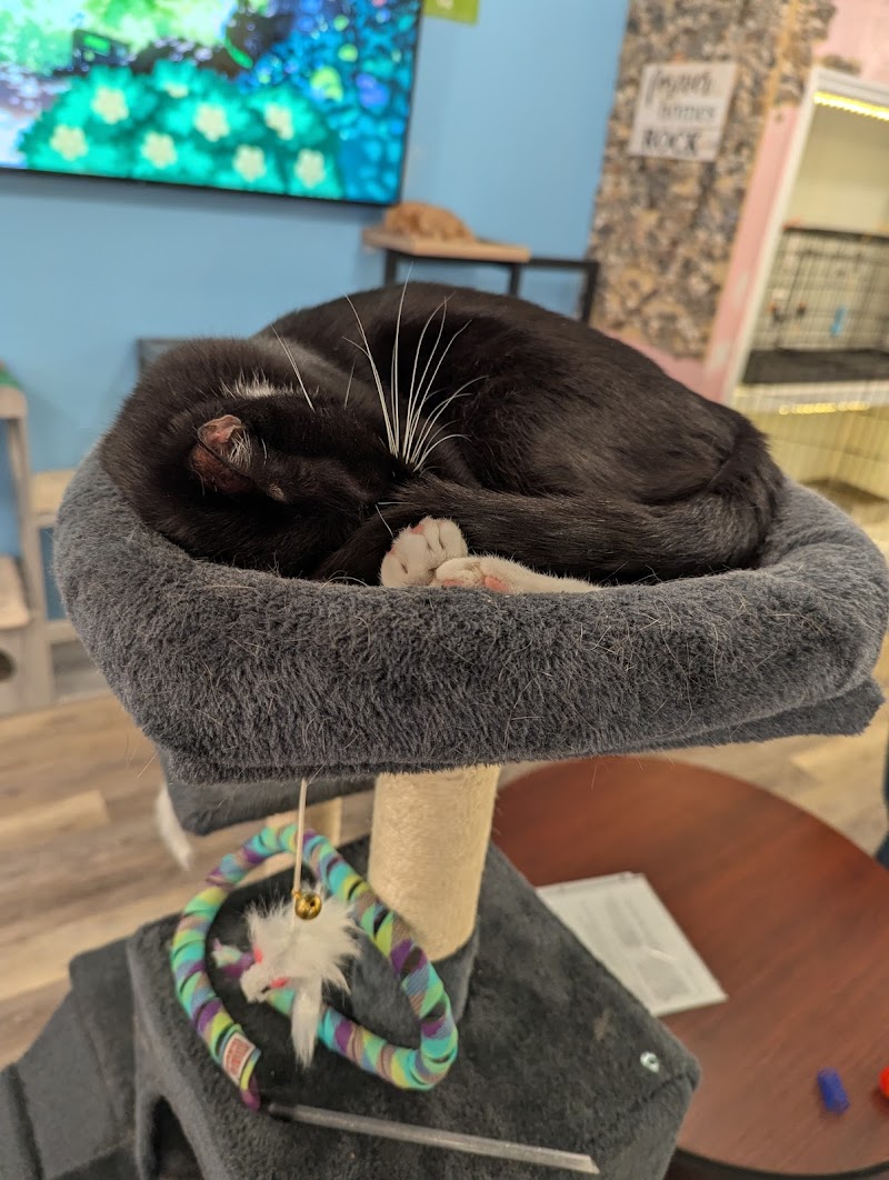 Catpurrccinos photo 4