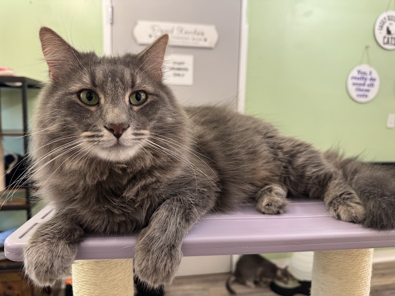 Catpurrccinos photo 4