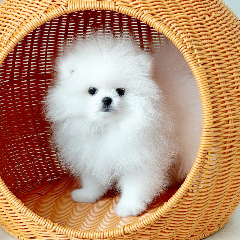 Dear My Pet Philippines