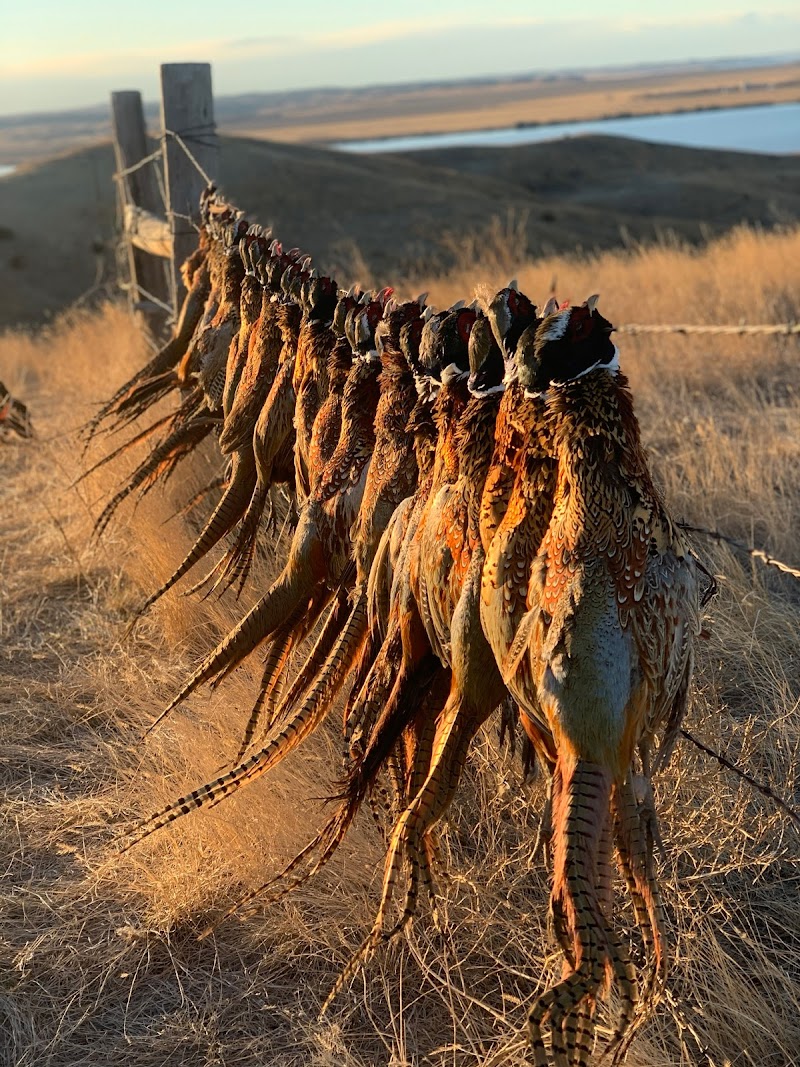 Big Bend Ranch Pheasant Hunting - Photo 6