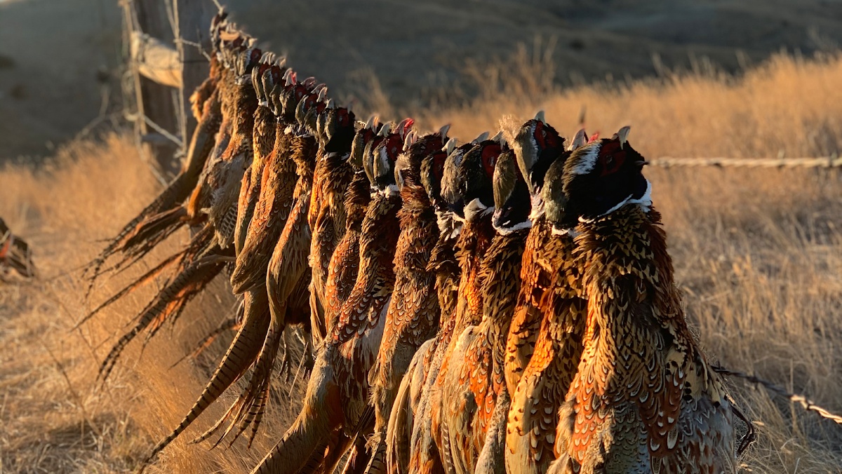 Big Bend Ranch Pheasant Hunting