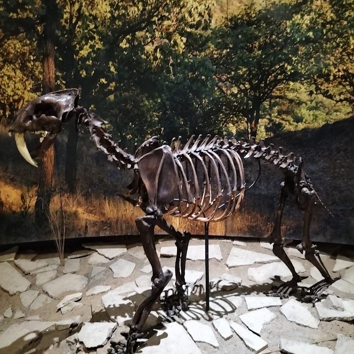 Museo de Paleontología de Guadalajara fotoğraf 1