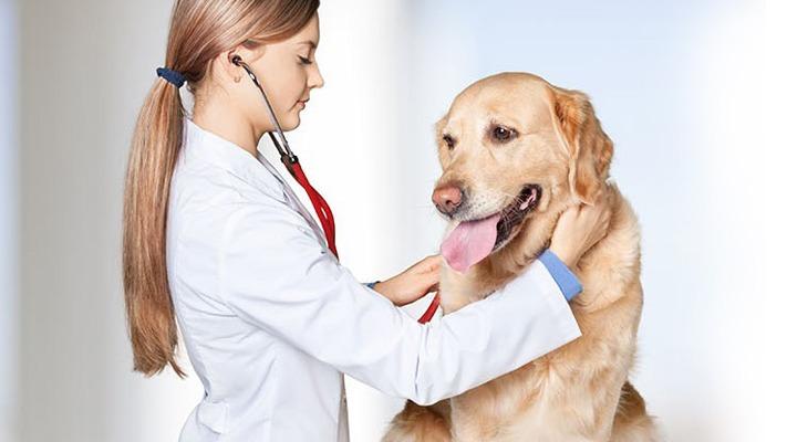 Clínica Veterinaria Delta