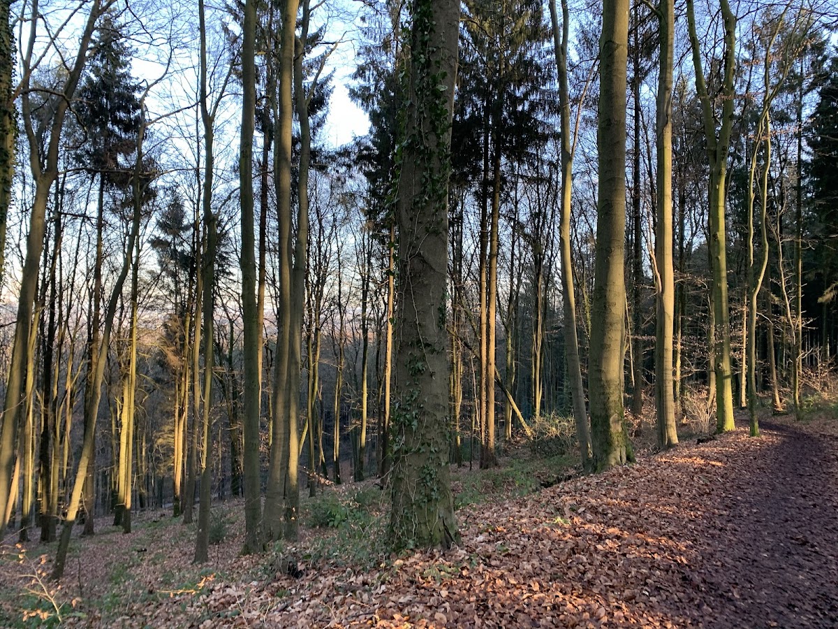Aachen Forest