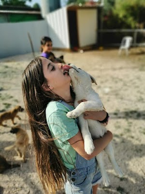 Dog Center - דוג סנטר