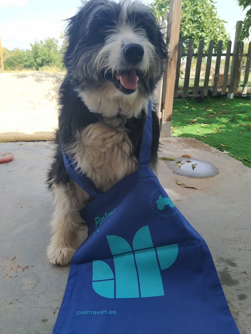 PALMA VET Servicios Veterinarios A Domicilio