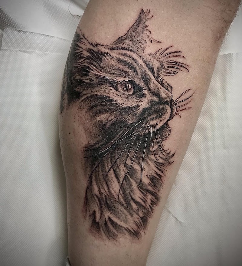 Realistisch portret van een Maine Coon kat op het onderbeen.