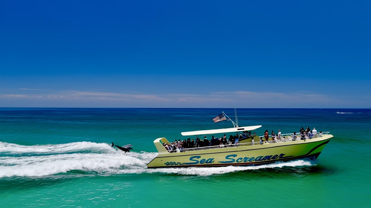 Dolphin Watching in La Orotava