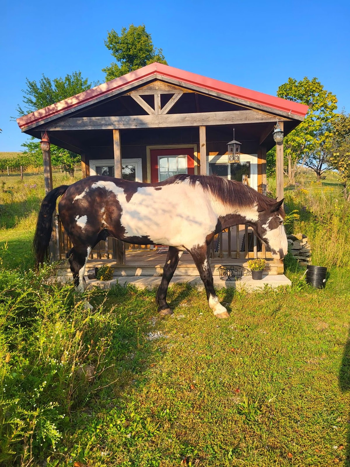 Windy Goat Acres