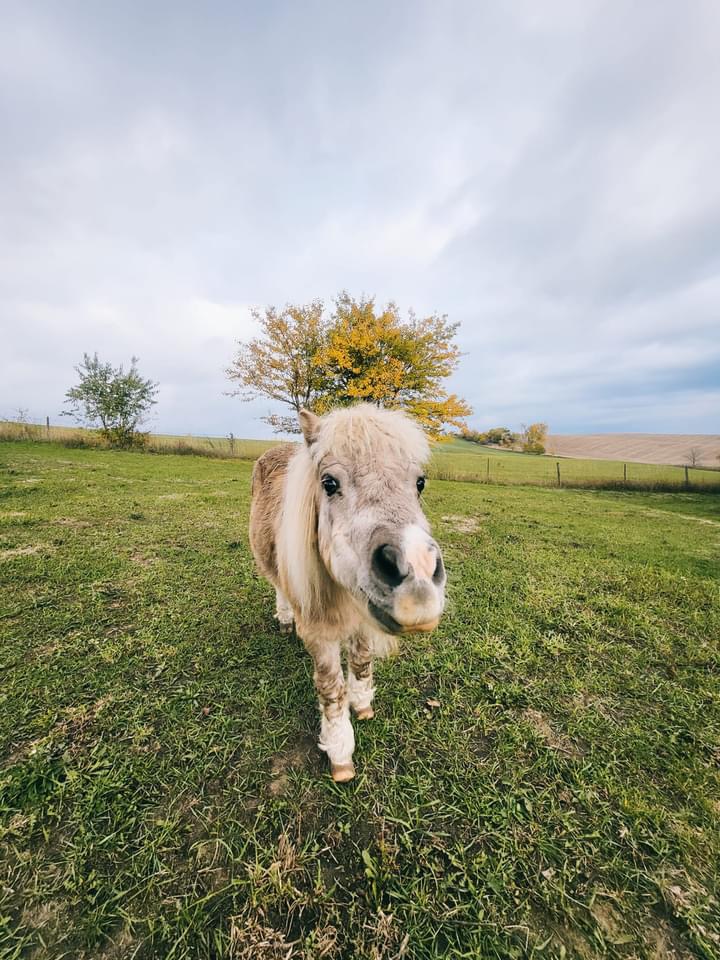 Windy Goat Acres - Photo 5