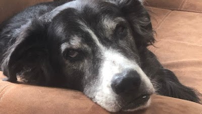 מרגיש כמו בית - פנסיון ביתי לכלבים בחיפה