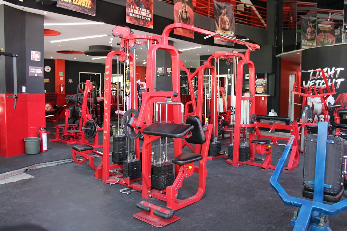 Bull Gym