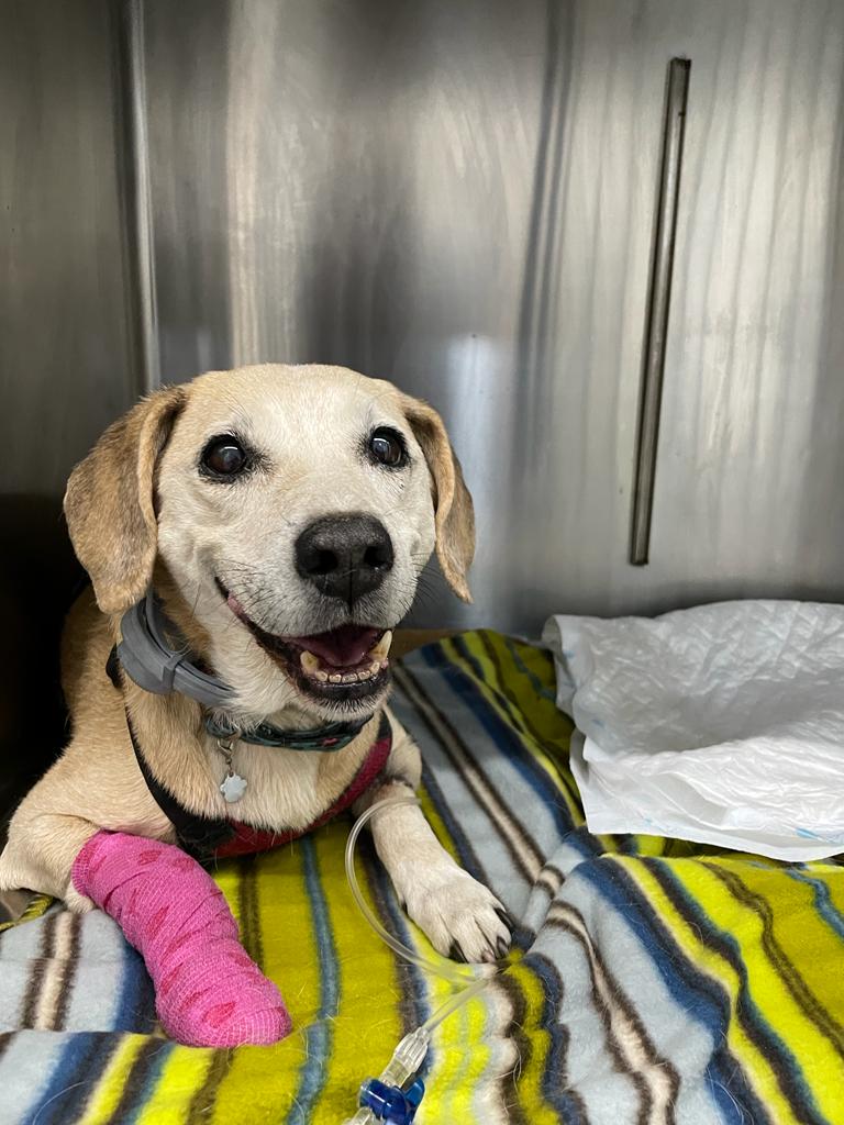 Medivet Hospital Veterinario 24 horas Feres Manresa