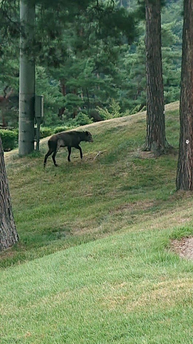 Ueda Maruko Grandvirio Golf Club - Photo 6