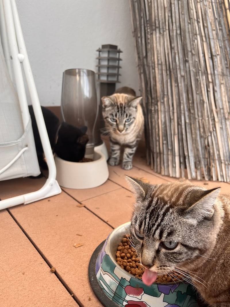 Centro Veterinario Artemisa