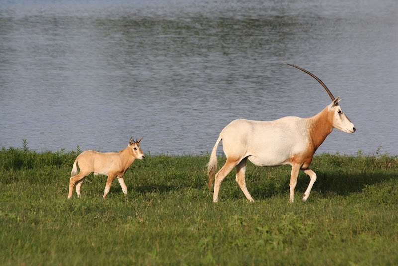 Cold Creek Ranch Texas - Photo 5
