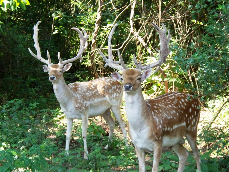 Cold Creek Ranch Texas - Photo 3