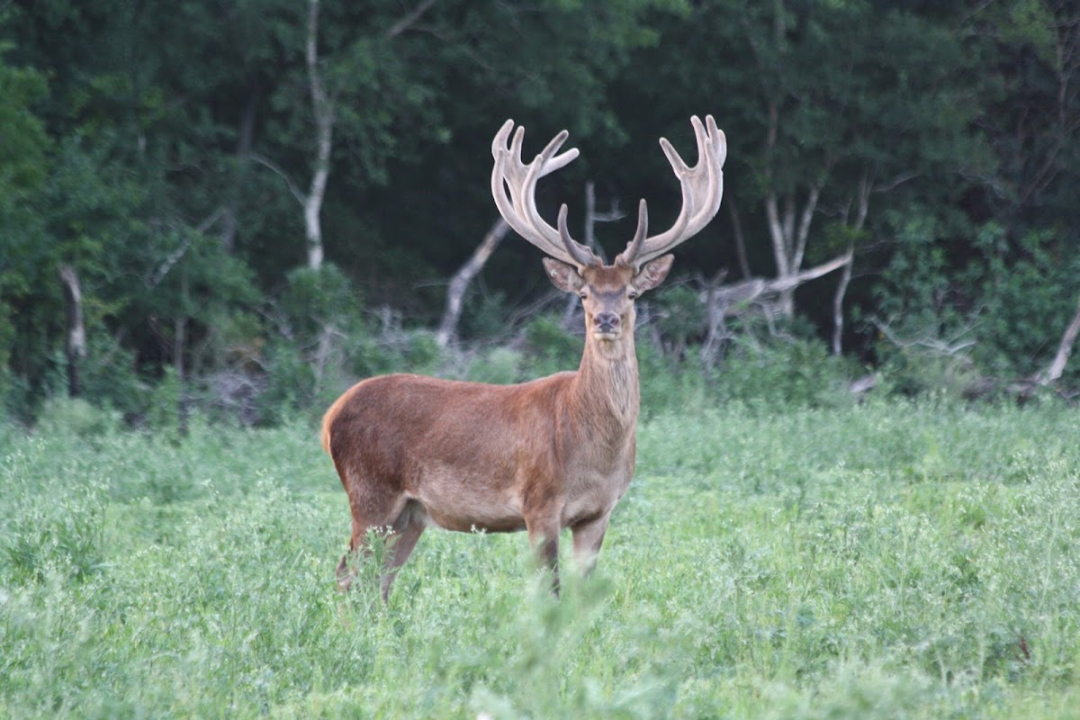 Cold Creek Ranch Texas