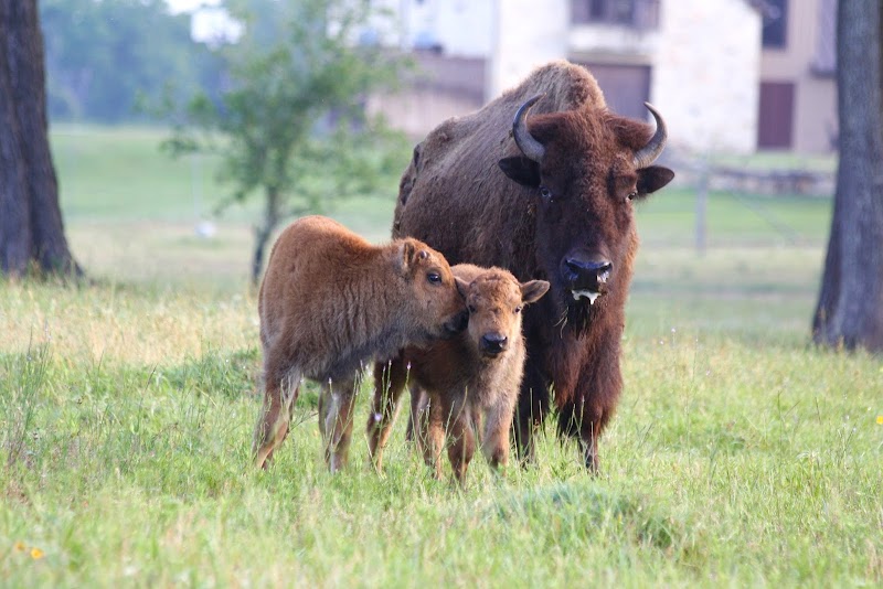 Cold Creek Ranch Texas - Photo 4