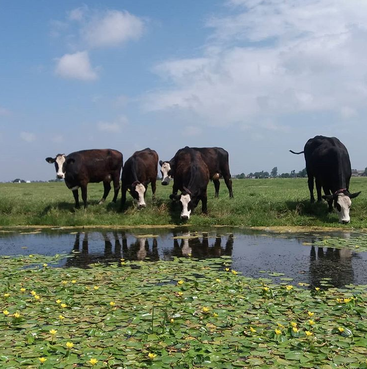 Boerderij Haaswijk