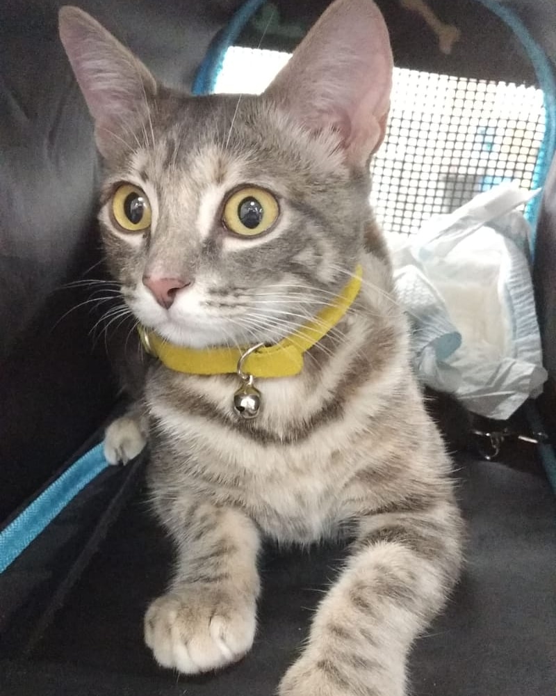 Clínica Veterinaria Apolo Los Ángeles