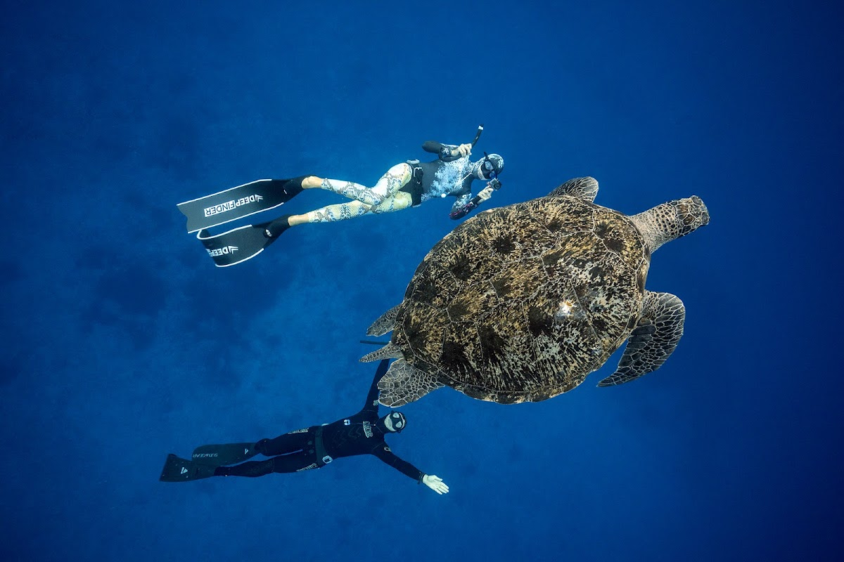 Orenda Freediving & Island Cruises