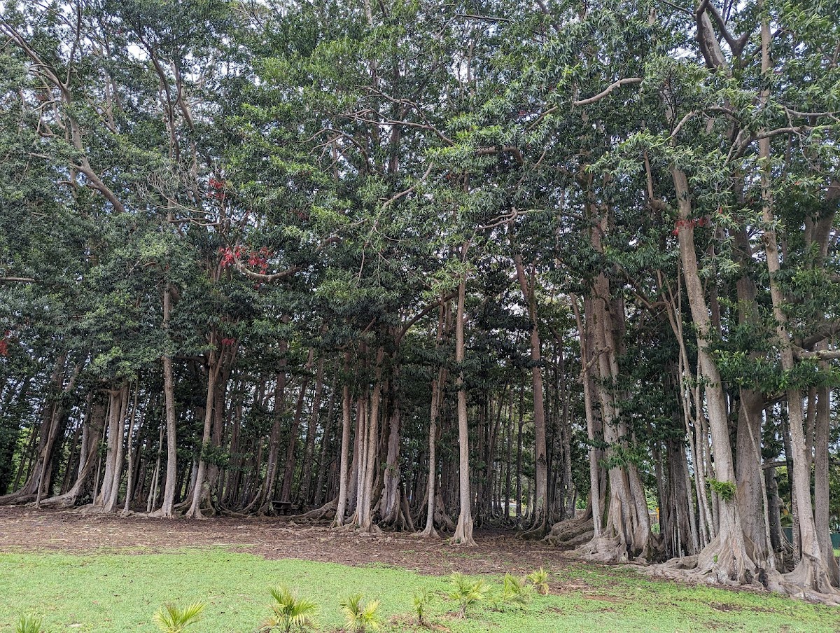 Sacred Rudraksha Forest — 3