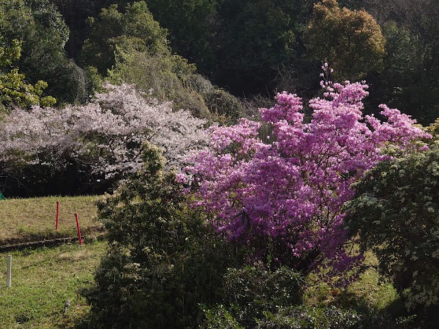 Kyoto Golf Club Kamigamo Course - Photo 8