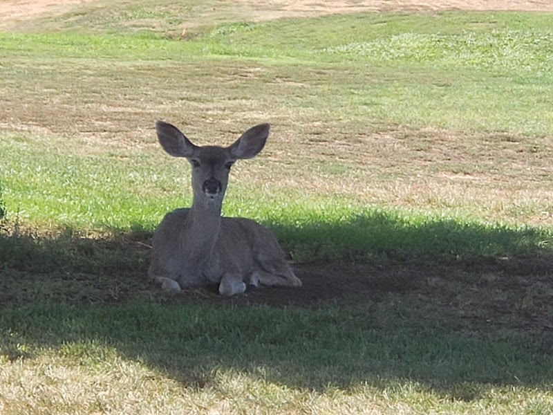 Laguna Lake Municipal Golf Course photo 2