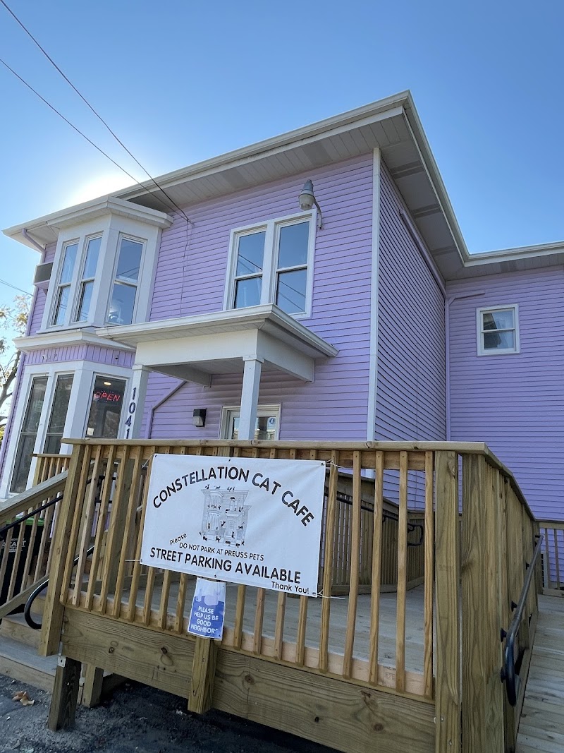 Constellation Cat Cafe photo 3