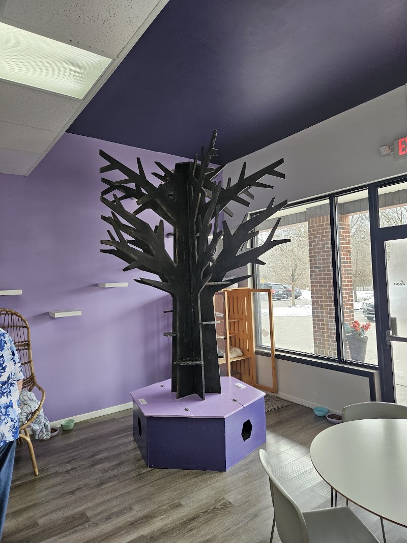 Constellation Cat Cafe photo 4