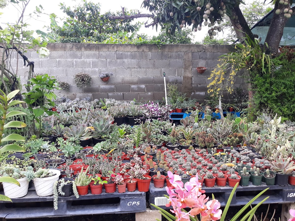 Vivero Gladys - Imagen 2