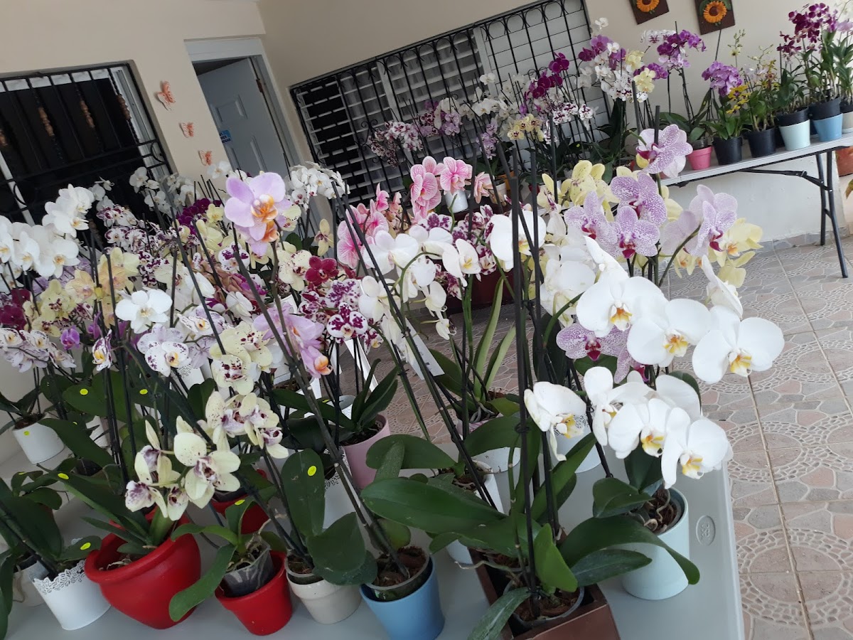 Vivero Gladys - Imagen 3