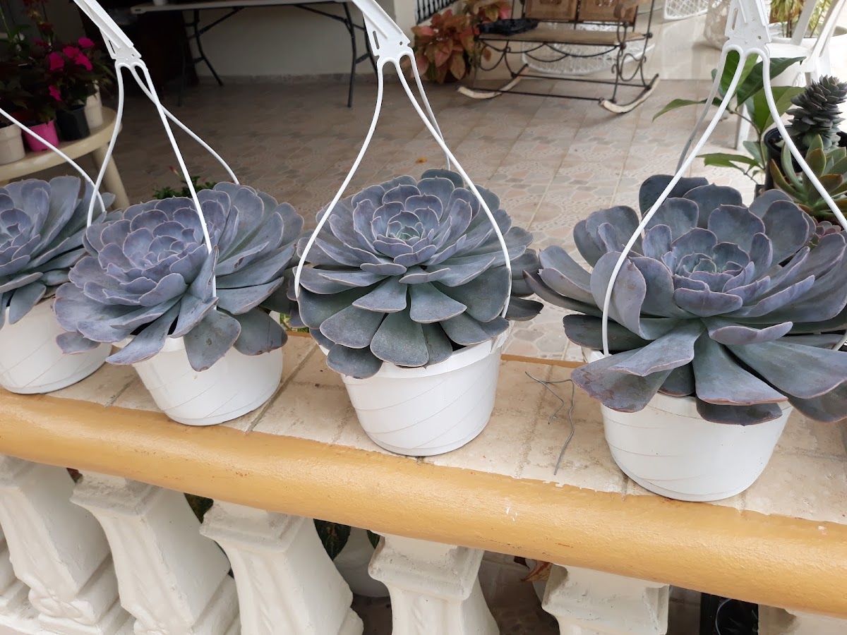 Vivero Gladys - Imagen 1