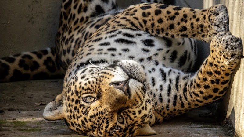 Зоопарк Сан-Паулу